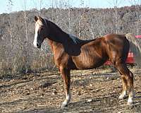 call-saddlebred-horse