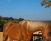 beginners-saddlebred-horse