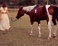 english-pleasure-quarter-horse