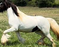 black-tobiano-horse