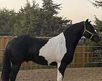 show-friesian-horse