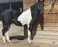 trail-friesian-horse