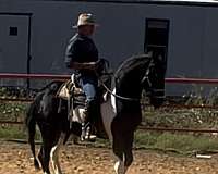 trained-friesian-horse