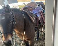 buckskin-eventing-trail-horse