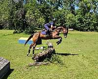 eventing-thoroughbred-horse