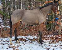 dressage-thoroughbred-horse