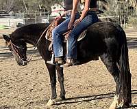 rocky-mountain-horse-for-sale