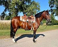 bay-white-cross-draft-horse