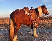 white-haflinger-gelding-mare