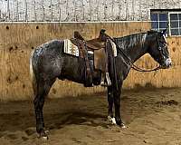 grey-white-appaloosa-gelding