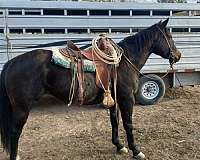 heel-ranch-quarter-horse