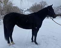 black-white-heel-ranch-horse