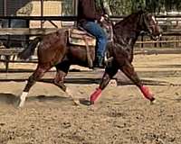 quarter-horse-for-sale