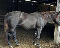 smokey-black-quarter-horse-stallion