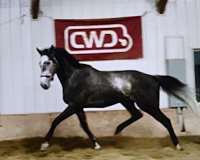 all-around-thoroughbred-horse