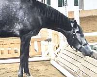 flying-lead-change-gelding