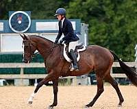 athletic-thoroughbred-horse