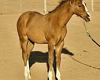 athletic-quarter-horse