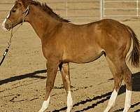 beginner-quarter-horse