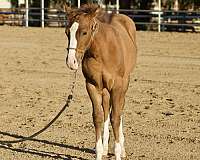 breeding-quarter-horse