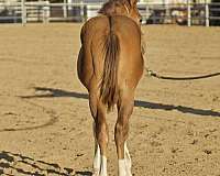 cowboy-mounted-shooting-quarter-horse