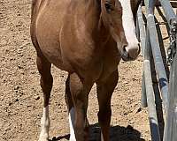 double-registered-quarter-horse