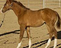 beginner-quarter-horse