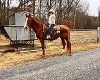 beginner-safe-quarter-horse