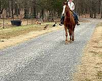 ranch-work-quarter-horse