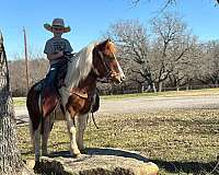 ranch-work-quarter-pony