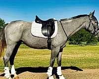 blue-roan-none-horse