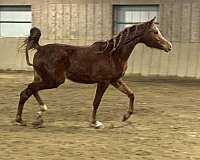 athletic-arabian-horse