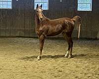 breeding-arabian-horse