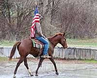 ranch-work-quarter-horse