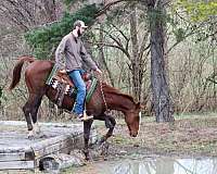 husband-safe-quarter-horse