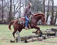 ranch-quarter-horse