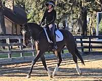 beginner-safe-quarter-horse