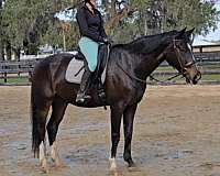 beginner-quarter-horse