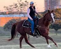 athletic-quarter-horse