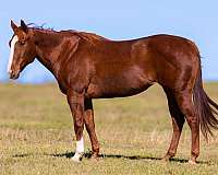 ranch-work-quarter-horse