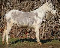 ranch-work-quarter-horse