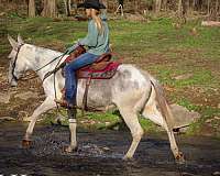 trail-quarter-horse