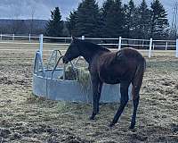 race-prospect-thoroughbred-horse