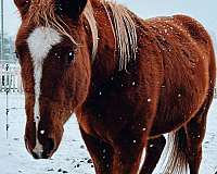 stallions-colt-gelding