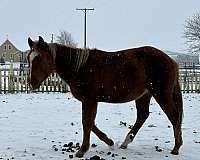 flaxen-colt-gelding