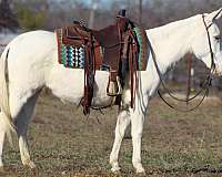 white-none-horse