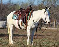 trail-quarter-horse