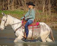 beginner-safe-quarter-horse