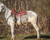 white-none-horse