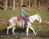 grey-white-quarter-horse